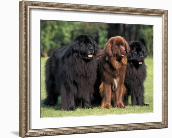 Domestic Dogs, Three Newfoundland Dogs Standing Together-Adriano Bacchella-Framed Photographic Print