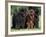 Domestic Dogs, Three Newfoundland Dogs Standing Together-Adriano Bacchella-Framed Photographic Print