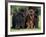 Domestic Dogs, Three Newfoundland Dogs Standing Together-Adriano Bacchella-Framed Photographic Print