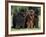 Domestic Dogs, Three Newfoundland Dogs Standing Together-Adriano Bacchella-Framed Photographic Print
