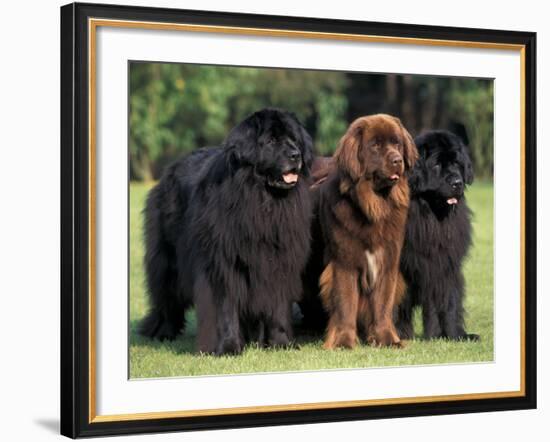 Domestic Dogs, Three Newfoundland Dogs Standing Together-Adriano Bacchella-Framed Photographic Print