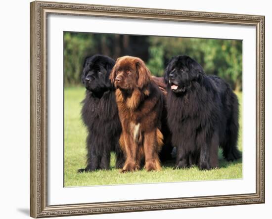 Domestic Dogs, Three Newfoundland Dogs Standing Together-Adriano Bacchella-Framed Photographic Print