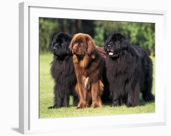 Domestic Dogs, Three Newfoundland Dogs Standing Together-Adriano Bacchella-Framed Photographic Print