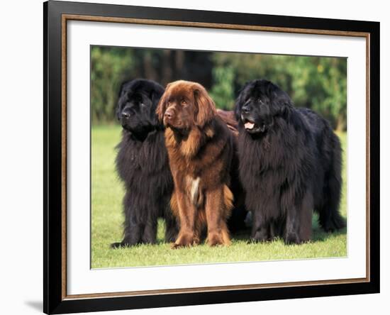 Domestic Dogs, Three Newfoundland Dogs Standing Together-Adriano Bacchella-Framed Photographic Print