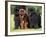 Domestic Dogs, Three Newfoundland Dogs Standing Together-Adriano Bacchella-Framed Photographic Print