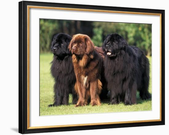 Domestic Dogs, Three Newfoundland Dogs Standing Together-Adriano Bacchella-Framed Photographic Print