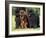 Domestic Dogs, Three Newfoundland Dogs Standing Together-Adriano Bacchella-Framed Photographic Print