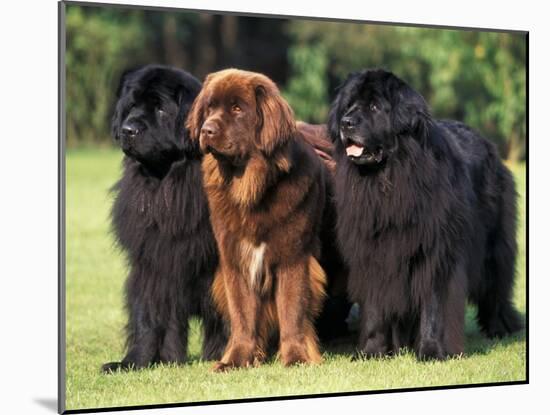 Domestic Dogs, Three Newfoundland Dogs Standing Together-Adriano Bacchella-Mounted Photographic Print