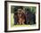 Domestic Dogs, Three Newfoundland Dogs Standing Together-Adriano Bacchella-Framed Photographic Print