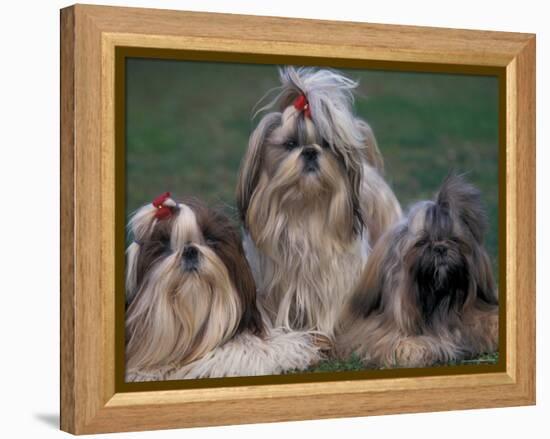 Domestic Dogs, Three Shih Tzus Sitting or Lying on Grass with Their Hair Tied Up-Adriano Bacchella-Framed Premier Image Canvas