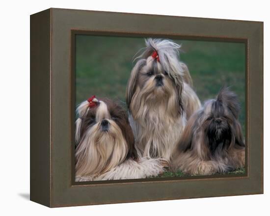 Domestic Dogs, Three Shih Tzus Sitting or Lying on Grass with Their Hair Tied Up-Adriano Bacchella-Framed Premier Image Canvas