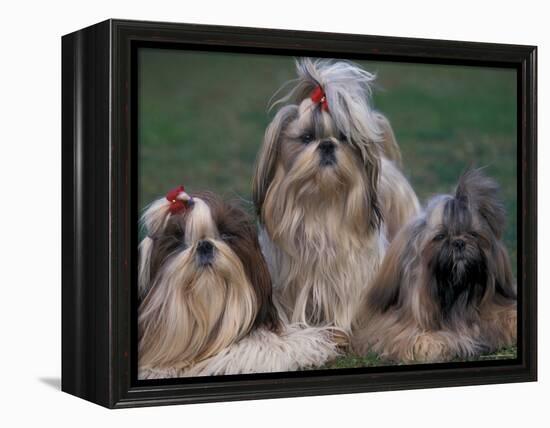 Domestic Dogs, Three Shih Tzus Sitting or Lying on Grass with Their Hair Tied Up-Adriano Bacchella-Framed Premier Image Canvas