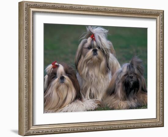 Domestic Dogs, Three Shih Tzus Sitting or Lying on Grass with Their Hair Tied Up-Adriano Bacchella-Framed Photographic Print