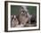 Domestic Dogs, Three Shih Tzus Sitting or Lying on Grass with Their Hair Tied Up-Adriano Bacchella-Framed Photographic Print