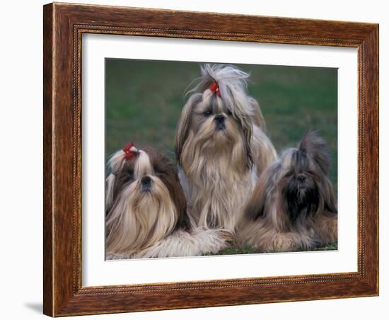 Domestic Dogs, Three Shih Tzus Sitting or Lying on Grass with Their Hair Tied Up-Adriano Bacchella-Framed Photographic Print