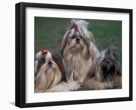 Domestic Dogs, Three Shih Tzus Sitting or Lying on Grass with Their Hair Tied Up-Adriano Bacchella-Framed Photographic Print