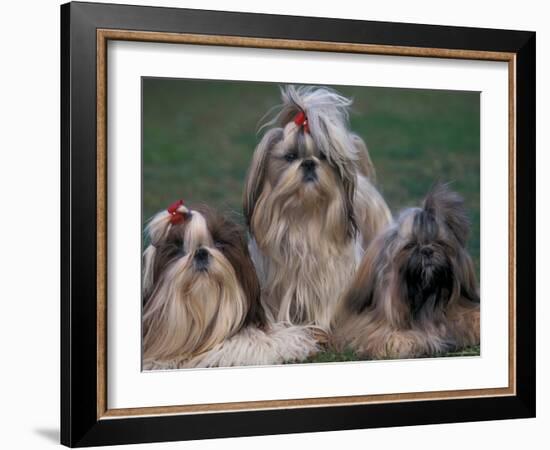 Domestic Dogs, Three Shih Tzus Sitting or Lying on Grass with Their Hair Tied Up-Adriano Bacchella-Framed Photographic Print