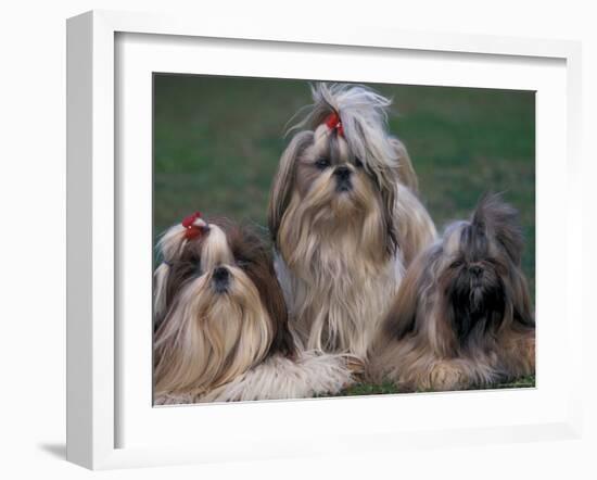 Domestic Dogs, Three Shih Tzus Sitting or Lying on Grass with Their Hair Tied Up-Adriano Bacchella-Framed Photographic Print