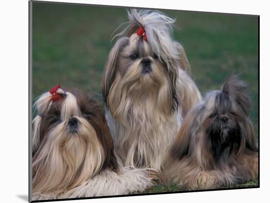 Domestic Dogs, Three Shih Tzus Sitting or Lying on Grass with Their Hair Tied Up-Adriano Bacchella-Mounted Photographic Print