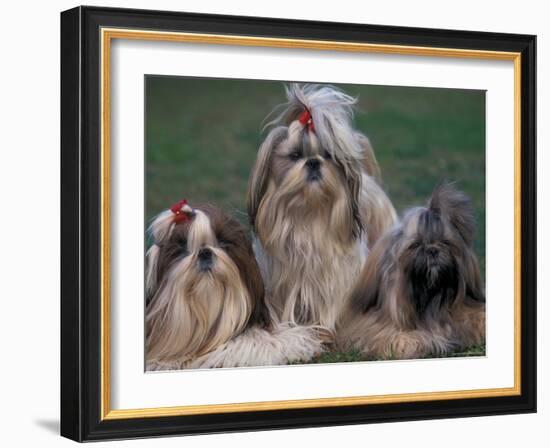 Domestic Dogs, Three Shih Tzus Sitting or Lying on Grass with Their Hair Tied Up-Adriano Bacchella-Framed Photographic Print