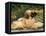 Domestic Dogs, Two Afghan Hounds Lying Side by Side-Adriano Bacchella-Framed Premier Image Canvas
