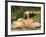 Domestic Dogs, Two Afghan Hounds Lying Side by Side-Adriano Bacchella-Framed Photographic Print