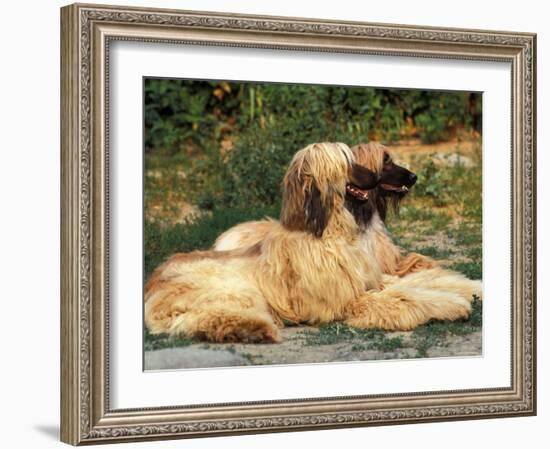 Domestic Dogs, Two Afghan Hounds Lying Side by Side-Adriano Bacchella-Framed Photographic Print