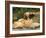 Domestic Dogs, Two Afghan Hounds Lying Side by Side-Adriano Bacchella-Framed Photographic Print