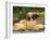 Domestic Dogs, Two Afghan Hounds Lying Side by Side-Adriano Bacchella-Framed Photographic Print