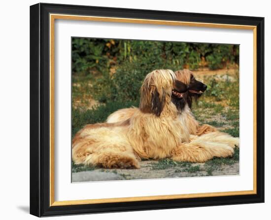 Domestic Dogs, Two Afghan Hounds Lying Side by Side-Adriano Bacchella-Framed Photographic Print