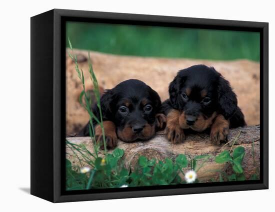 Domestic Dogs, Two Gordon Setter Puppies Resting on Log-Adriano Bacchella-Framed Premier Image Canvas