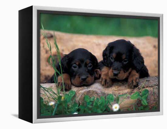 Domestic Dogs, Two Gordon Setter Puppies Resting on Log-Adriano Bacchella-Framed Premier Image Canvas