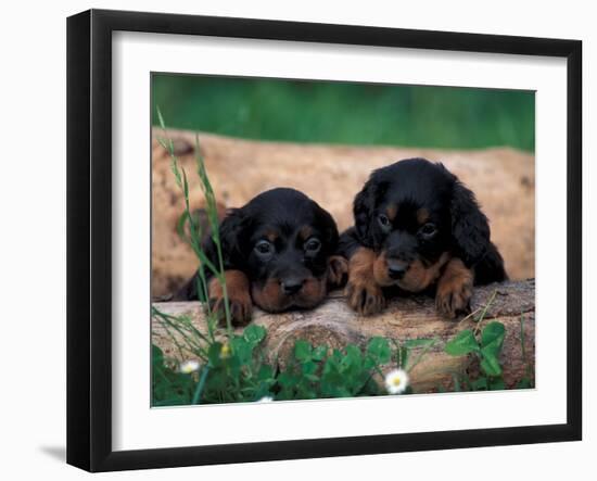 Domestic Dogs, Two Gordon Setter Puppies Resting on Log-Adriano Bacchella-Framed Photographic Print