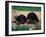 Domestic Dogs, Two Gordon Setter Puppies Resting on Log-Adriano Bacchella-Framed Photographic Print