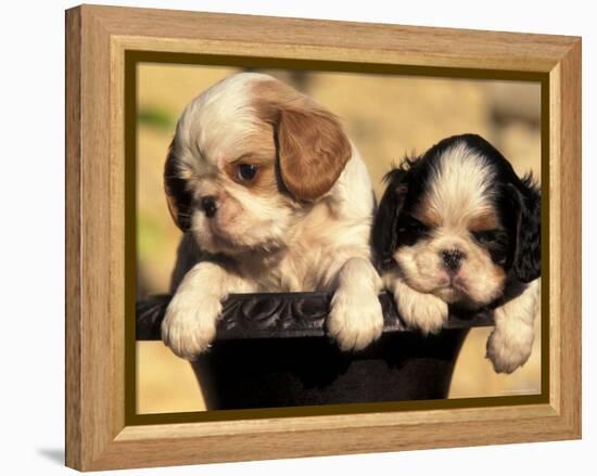 Domestic Dogs, Two King Charles Cavalier Spaniel Puppies in Pot-Adriano Bacchella-Framed Premier Image Canvas