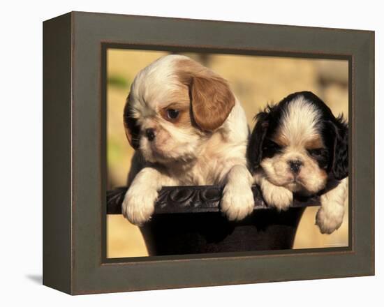 Domestic Dogs, Two King Charles Cavalier Spaniel Puppies in Pot-Adriano Bacchella-Framed Premier Image Canvas