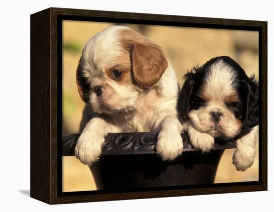 Domestic Dogs, Two King Charles Cavalier Spaniel Puppies in Pot-Adriano Bacchella-Framed Premier Image Canvas