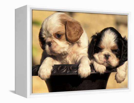 Domestic Dogs, Two King Charles Cavalier Spaniel Puppies in Pot-Adriano Bacchella-Framed Premier Image Canvas