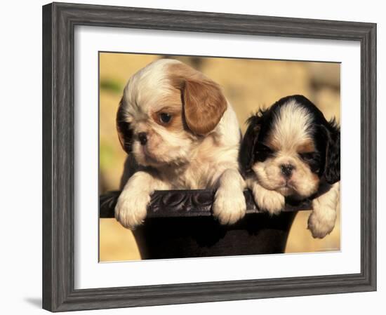 Domestic Dogs, Two King Charles Cavalier Spaniel Puppies in Pot-Adriano Bacchella-Framed Photographic Print
