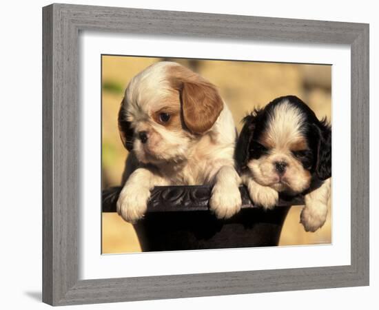 Domestic Dogs, Two King Charles Cavalier Spaniel Puppies in Pot-Adriano Bacchella-Framed Photographic Print