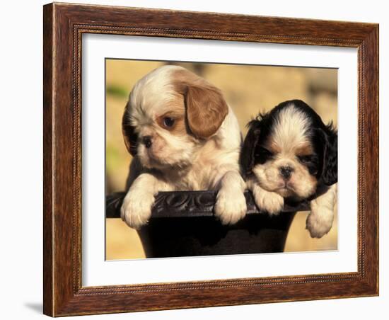 Domestic Dogs, Two King Charles Cavalier Spaniel Puppies in Pot-Adriano Bacchella-Framed Photographic Print