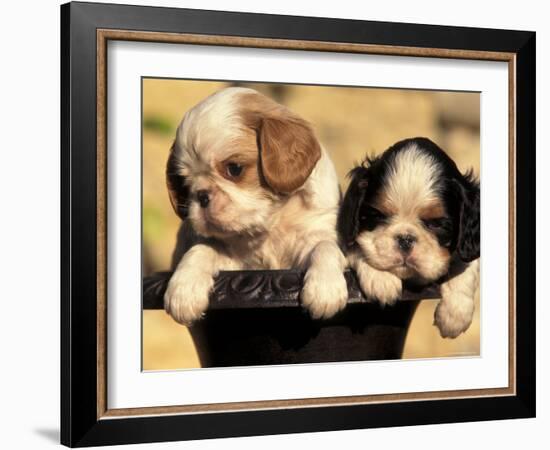 Domestic Dogs, Two King Charles Cavalier Spaniel Puppies in Pot-Adriano Bacchella-Framed Photographic Print