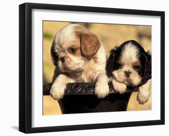 Domestic Dogs, Two King Charles Cavalier Spaniel Puppies in Pot-Adriano Bacchella-Framed Photographic Print