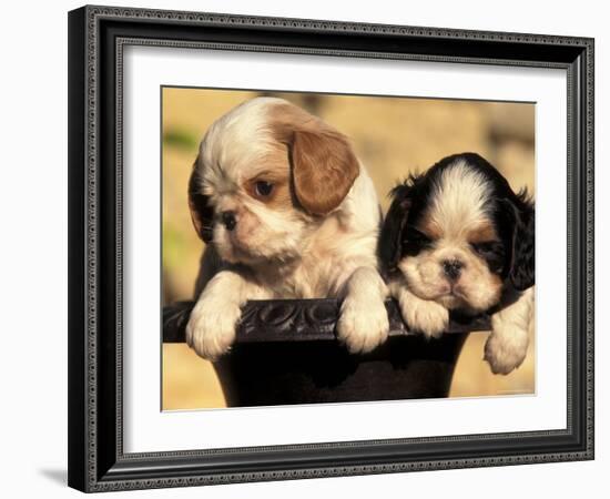 Domestic Dogs, Two King Charles Cavalier Spaniel Puppies in Pot-Adriano Bacchella-Framed Photographic Print