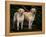 Domestic Dogs, Two Labrador Retrievers-Adriano Bacchella-Framed Premier Image Canvas