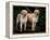 Domestic Dogs, Two Labrador Retrievers-Adriano Bacchella-Framed Premier Image Canvas