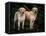 Domestic Dogs, Two Labrador Retrievers-Adriano Bacchella-Framed Premier Image Canvas