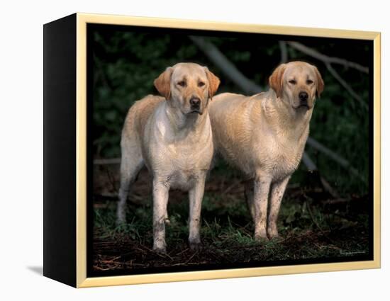 Domestic Dogs, Two Labrador Retrievers-Adriano Bacchella-Framed Premier Image Canvas