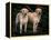 Domestic Dogs, Two Labrador Retrievers-Adriano Bacchella-Framed Premier Image Canvas