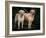 Domestic Dogs, Two Labrador Retrievers-Adriano Bacchella-Framed Photographic Print